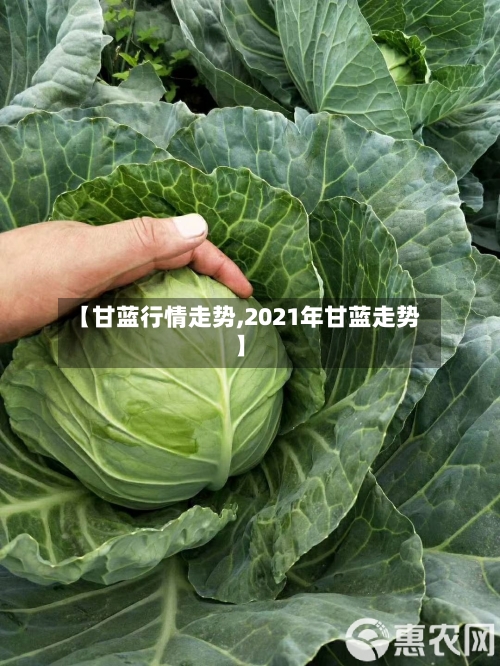 【甘蓝行情走势,2021年甘蓝走势】