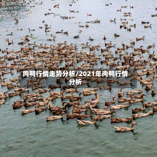 肉鸭行情走势分析/2021年肉鸭行情分析