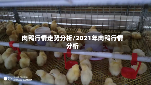 肉鸭行情走势分析/2021年肉鸭行情分析