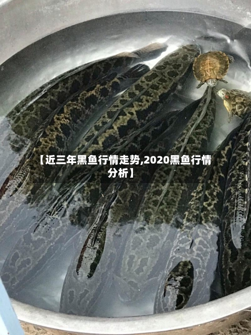 【近三年黑鱼行情走势,2020黑鱼行情分析】