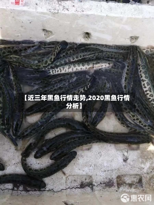 【近三年黑鱼行情走势,2020黑鱼行情分析】