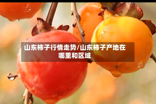 山东柿子行情走势/山东柿子产地在哪里和区域