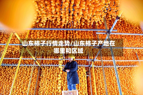 山东柿子行情走势/山东柿子产地在哪里和区域
