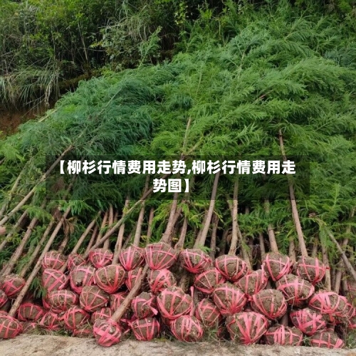 【柳杉行情费用走势,柳杉行情费用走势图】