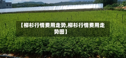 【柳杉行情费用走势,柳杉行情费用走势图】