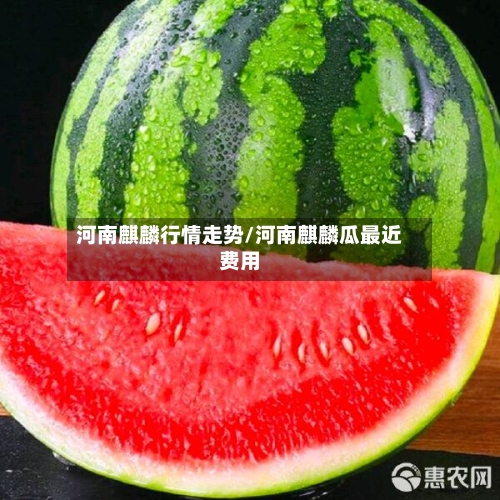 河南麒麟行情走势/河南麒麟瓜最近费用