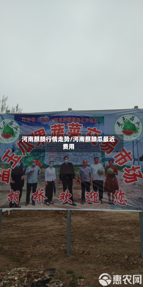 河南麒麟行情走势/河南麒麟瓜最近费用