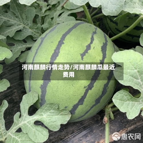 河南麒麟行情走势/河南麒麟瓜最近费用
