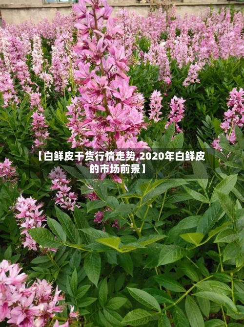【白鲜皮干货行情走势,2020年白鲜皮的市场前景】