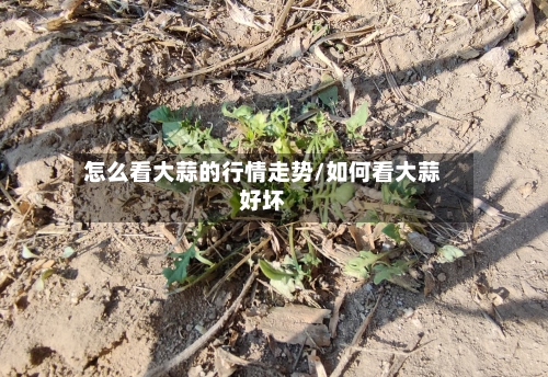 怎么看大蒜的行情走势/如何看大蒜好坏