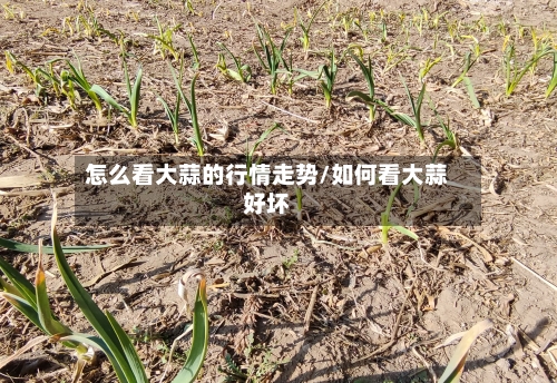 怎么看大蒜的行情走势/如何看大蒜好坏