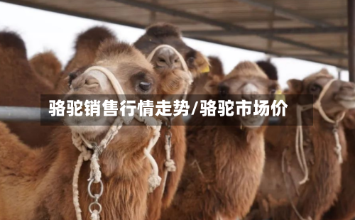 骆驼销售行情走势/骆驼市场价