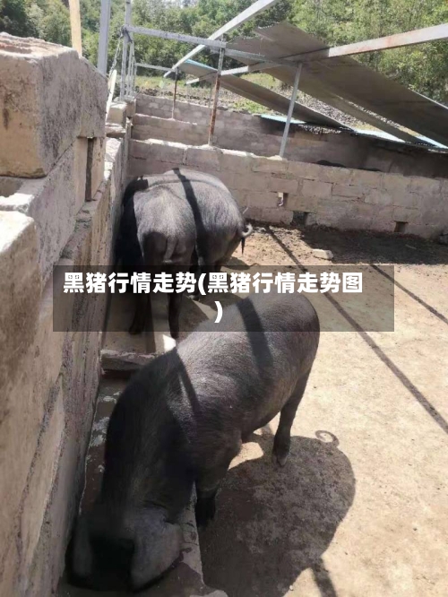黑猪行情走势(黑猪行情走势图)