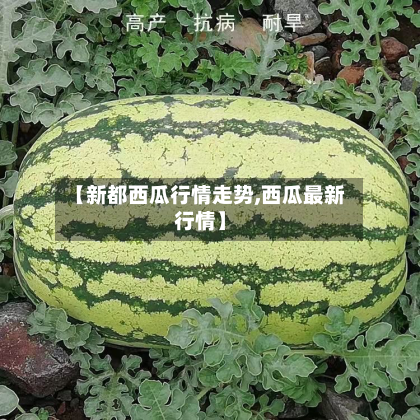 【新都西瓜行情走势,西瓜最新行情】