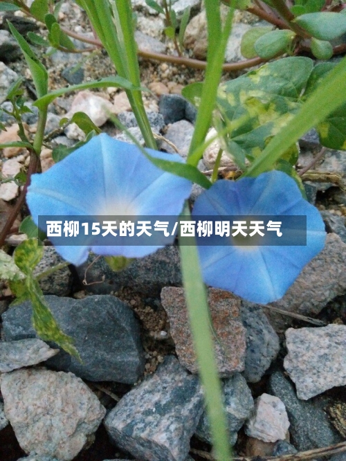 西柳15天的天气/西柳明天天气