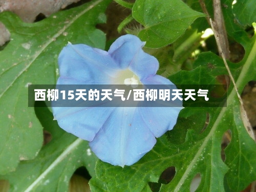 西柳15天的天气/西柳明天天气