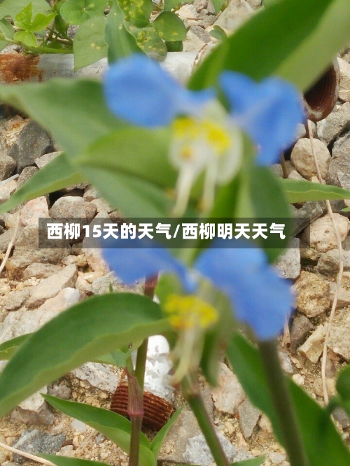 西柳15天的天气/西柳明天天气