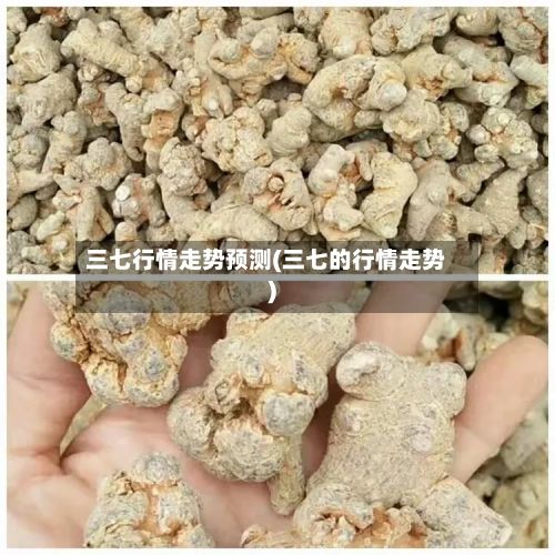 三七行情走势预测(三七的行情走势)