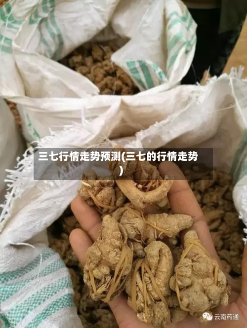三七行情走势预测(三七的行情走势)