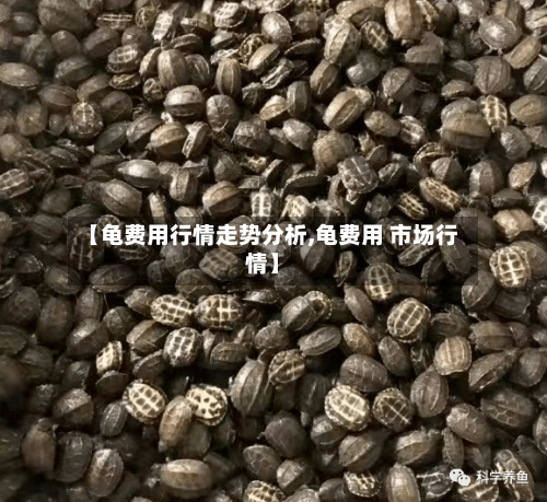【龟费用行情走势分析,龟费用 市场行情】