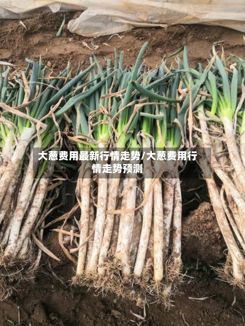 大葱费用最新行情走势/大葱费用行情走势预测