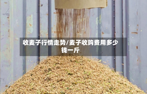 收麦子行情走势/麦子收购费用多少钱一斤