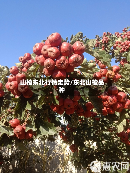 山楂东北行情走势/东北山楂品种
