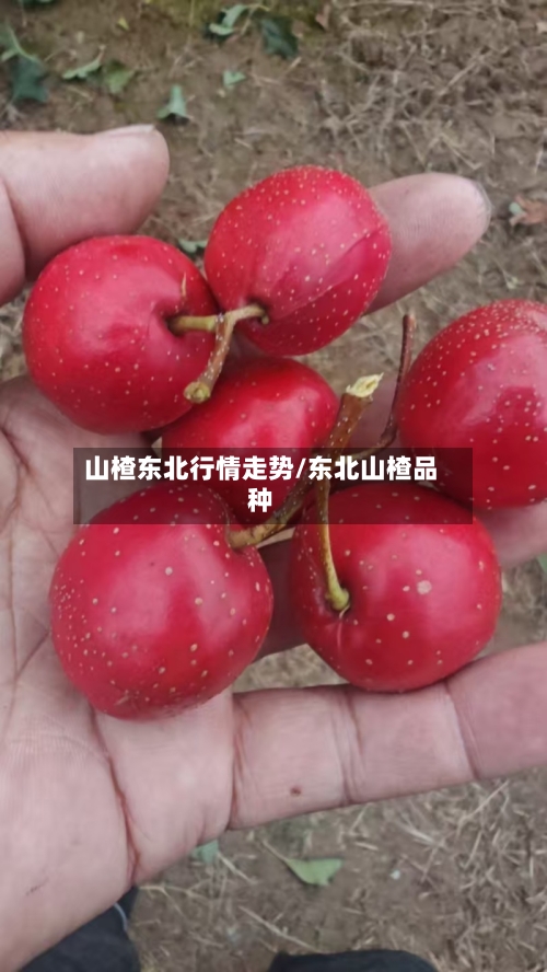 山楂东北行情走势/东北山楂品种