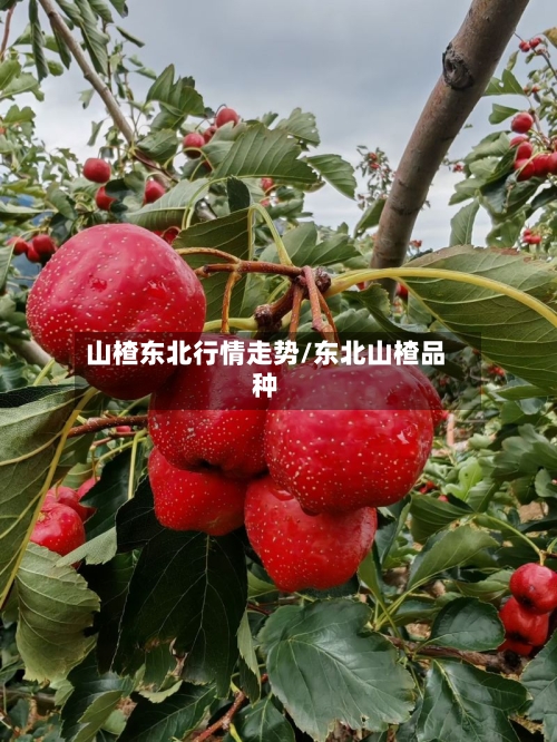 山楂东北行情走势/东北山楂品种