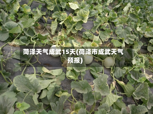 菏泽天气成武15天(荷泽市成武天气预报)
