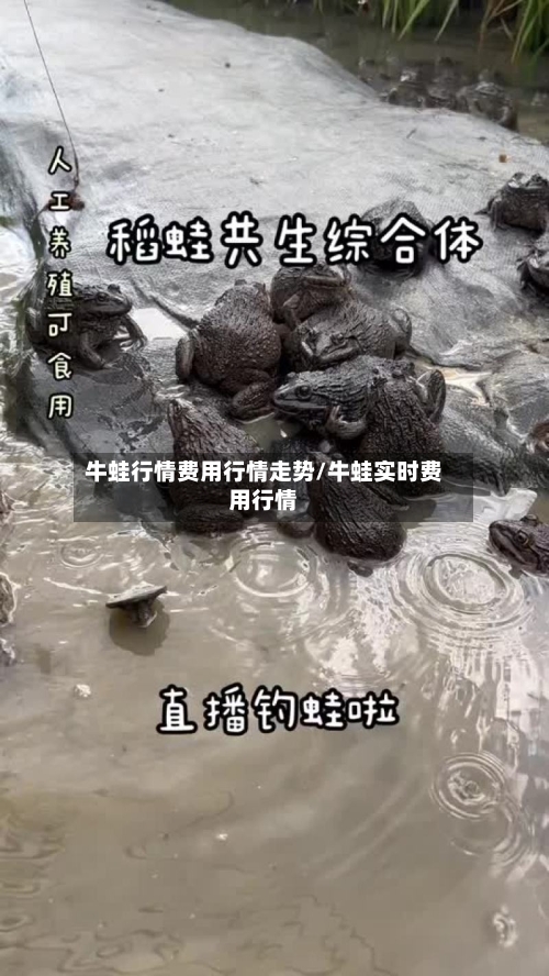 牛蛙行情费用行情走势/牛蛙实时费用行情