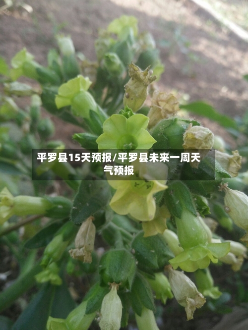 平罗县15天预报/平罗县未来一周天气预报