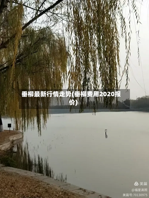 垂柳最新行情走势(垂柳费用2020报价)