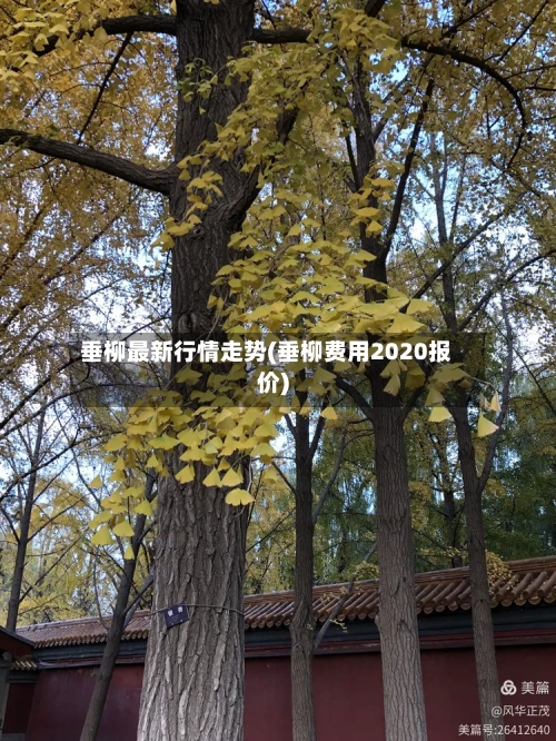 垂柳最新行情走势(垂柳费用2020报价)