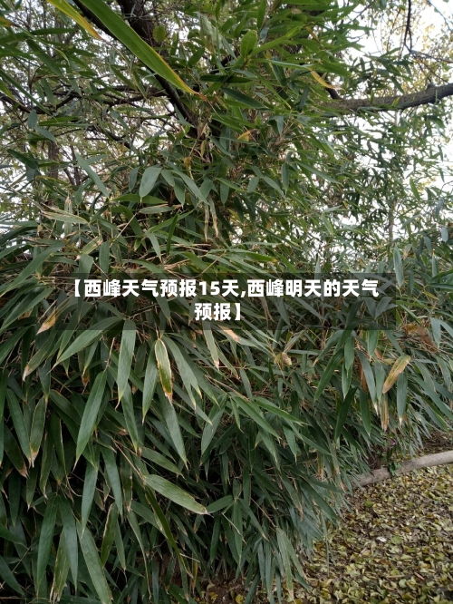 【西峰天气预报15天,西峰明天的天气预报】