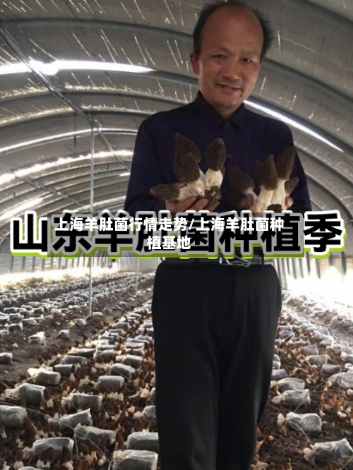 上海羊肚菌行情走势/上海羊肚菌种植基地