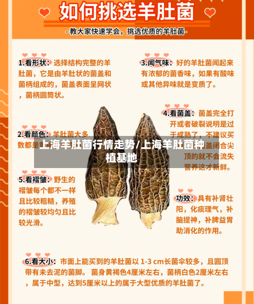 上海羊肚菌行情走势/上海羊肚菌种植基地