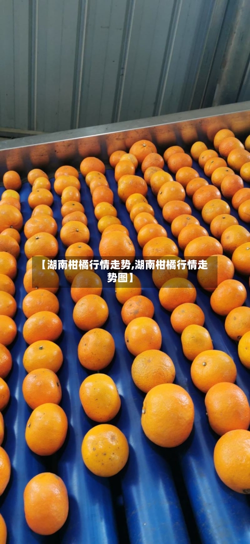 【湖南柑橘行情走势,湖南柑橘行情走势图】