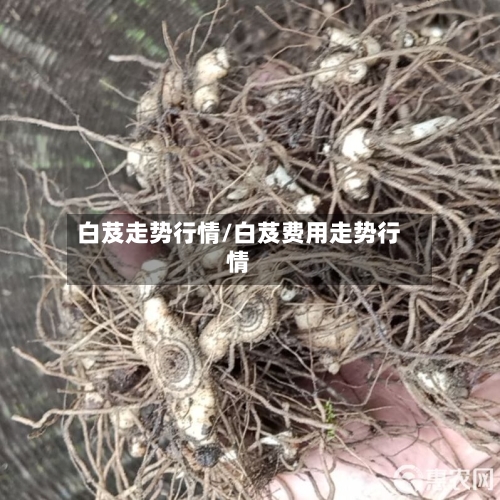 白芨走势行情/白芨费用走势行情