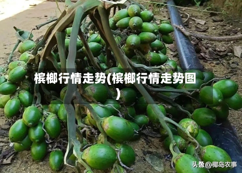槟榔行情走势(槟榔行情走势图)