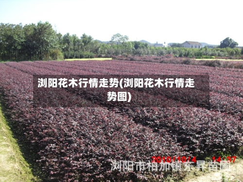 浏阳花木行情走势(浏阳花木行情走势图)