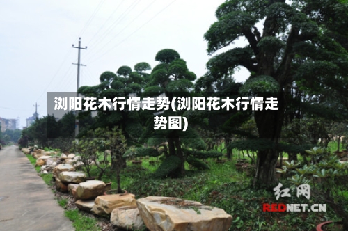 浏阳花木行情走势(浏阳花木行情走势图)
