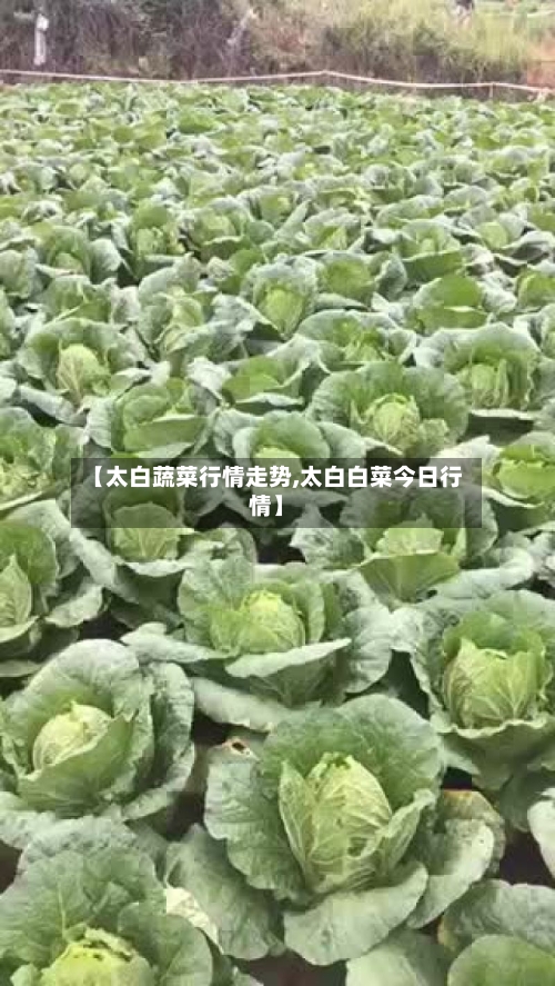 【太白蔬菜行情走势,太白白菜今日行情】