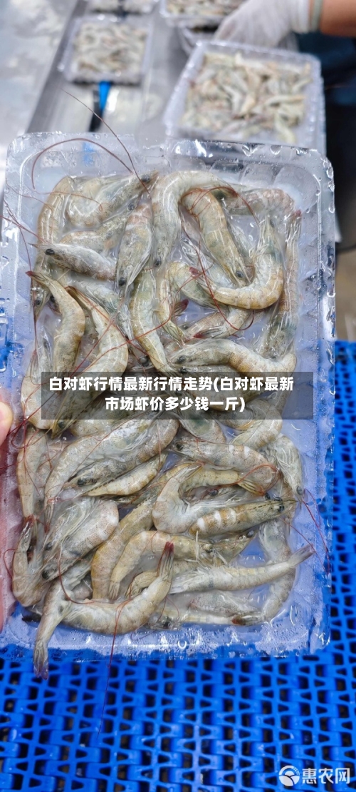 白对虾行情最新行情走势(白对虾最新市场虾价多少钱一斤)