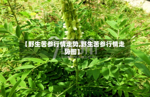 【野生苦参行情走势,野生苦参行情走势图】