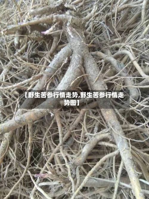 【野生苦参行情走势,野生苦参行情走势图】