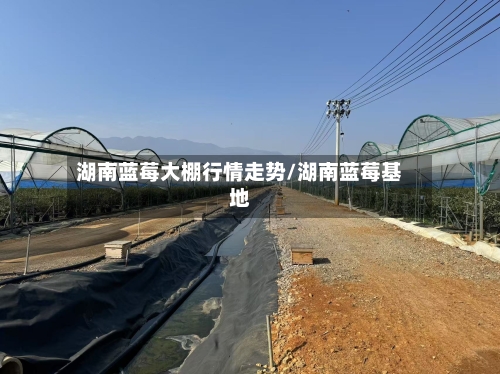 湖南蓝莓大棚行情走势/湖南蓝莓基地