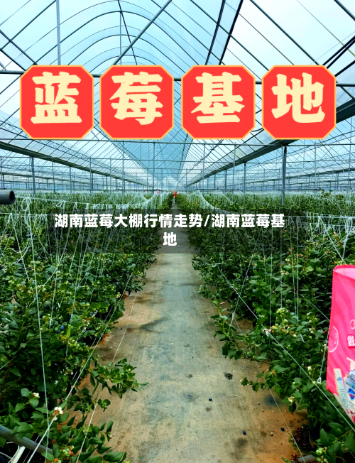湖南蓝莓大棚行情走势/湖南蓝莓基地