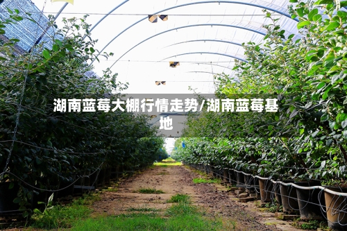 湖南蓝莓大棚行情走势/湖南蓝莓基地