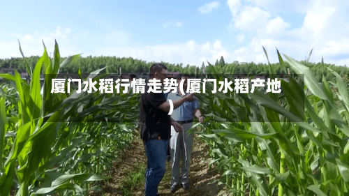 厦门水稻行情走势(厦门水稻产地)